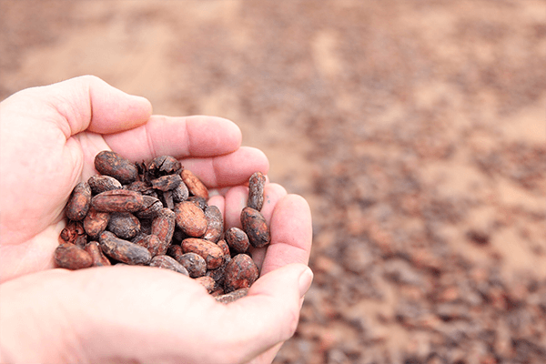 hands holding cocoa beans