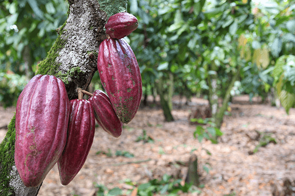 cocoa pod on tree