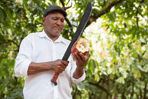 man cutting cocoa pod